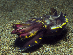 Pfeffer's Flamboyant Cuttlefish - Metasepia pfefferi - Fl... by Jörg Menge 